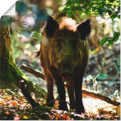Produktbild von ARTland Poster Wildschwein Größe: 40x40 cm