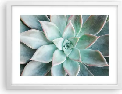 Produktbild von Gerahmtes Poster - Weißer Rahmen - Blau Blätter Agave - 40x30 cm - Wand Bild - Wanddeko - Wandbilder - Kunstposter - Wandposter - Bilderrahmen - Bilder - Kunstdruck - Wanddekoration - P2WAA40x30-4628