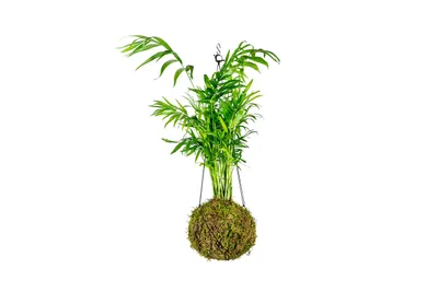 Obrázek produktu pro Gardners Kokedama Chamaedorea elegans (S)