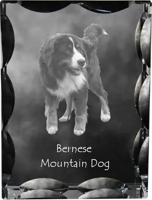 Obrázek produktu pro Art-Dog Fotorámeček – Bernský salašnický pes
