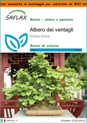 Immagine prodotto di SAFLAX Garden in the bag - Albero dei ventagli - 4 semi - Ginkgo