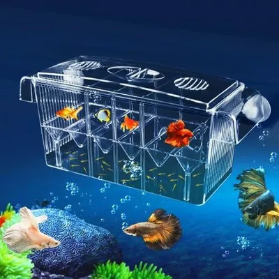 4-in-1 Fischbox, transparent, mit Deckel & Saugnäpfen, 27x11,5 cm