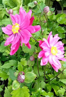 Obrázek produktu pro Anemone japonica Bressingham Glow Herbstanemone im 9 x 9 cm Topf