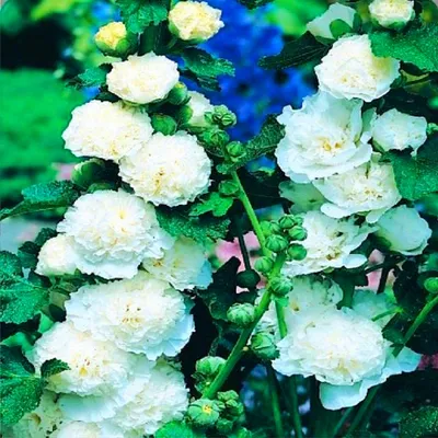 Immagine prodotto di Alcea Malva Bianca White 1 pz Malva piantine piantina Varietà resistente
