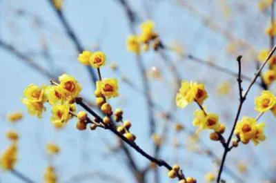 Zdjęcie produktu dla Chimonanthus Praecox - chiński kwiat zimowy Pojemnik 30-40 cm