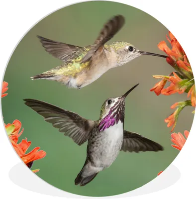 Produktbild von MuchoWow® Rundes Wandbild - Runde Bilder Kolibri - Blumen - Orange Ø 30 cm Kreis Wanddekoration Kunststoff - Wandkreis - Wandschmuck - Schlafzimmer - Bilder - Der Kreis - Kunst für die Wohnung - Plastik - Kunstdruck - Wandbild