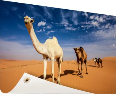 Produktbild von Gartenposter - 60x40 cm - Kamel in Dahnaa  - Modernes Wandbilder - Wilde Tierposter