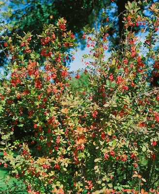 Produktbild von Berberis vulgaris, Gewöhnliche Berberitze, 60–80 cm