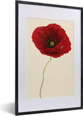 Produktbild von MuchoWow® MuchoWow® Gerahmtes Poster Nahaufnahme einer roten Mohnblume 40x60 cm - Poster mit zchwarzem Bilderrahmen - Poster in Rahmen