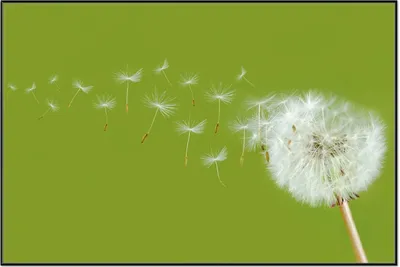 Produktbild von Wallario Wandbild Pusteblume auf der Wiese mit fliegenden Samen, Größe: 61 x 91,50 cm, Poster mit schwarzem Aluminiumrahmen