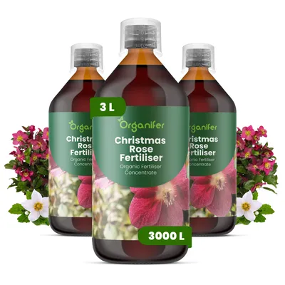 Produktbild von Weihnachtsrose Flüssigdünger 3x1L – 3-4-3 NPK - Flüssigdünger Für Blühpflanzen – Für Robuste Winterpflanzen – Fördert Wurzeln & Vitalität – Organifer