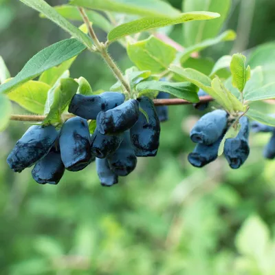 Produktbild von Lonicera caerulea 'Kamchatika', Blaubeerstrauch, 15 cm