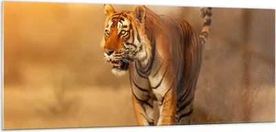 Produktbild von Bilder auf glas - tiger tier - 100x40cm - Glasbilder - Wandbilder - Bilder - Kunstdruck - zum Aufhängen bereit - Wanddekoration aus Glas - Glas Bilder - Wandbild auf Glas - Einteilig - GAB100x40-3946