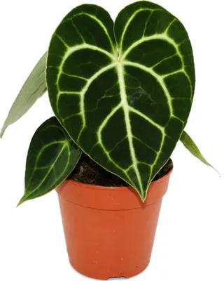 Immagine prodotto di Fiore di clematide - Anthurium clarinervium - Fiore di salicornia - fiori di 12cm