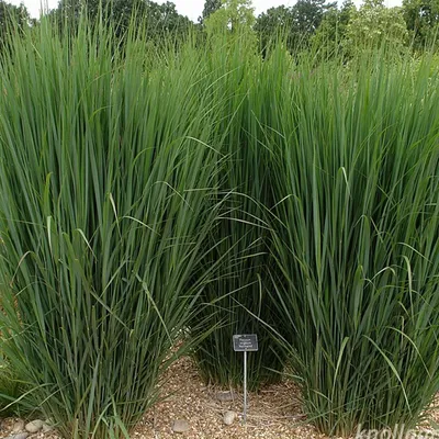 Produktbild von 6 x prúty prosa - Panicum 'Northwind' - kvetináč 9cm x 9cm