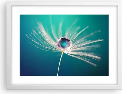 Produktbild von Gerahmtes Poster - Weißer Rahmen - Pflanze Natur - 40x30 cm - Wand Bild - Wanddeko - Wandbilder - Kunstposter - Wandposter - Bilderrahmen - Bilder - Kunstdruck - Wandbild - P2WAA40x30-3991