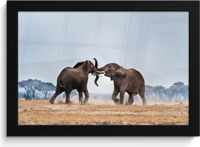 Produktbild von MuchoWow® MuchoWow® Gerahmtes Poster Elefant - Tiere - Flachland - Natur 30x20 cm - Poster mit zchwarzem Bilderrahmen - Kunstdruck - Bild-Poster