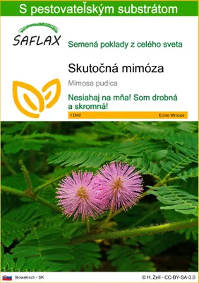 Obrázok produktu pre SAFLAX - Skutočná mimóza - Mimosa pudica - 70 Semená - S pestovateľským substrátom bez klíčkov