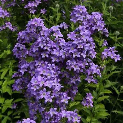 Immagine prodotto di 6 x campanule  - Campanula lactiflora 'Prichard's Variety'  | Vaso 9 cm x 9 cm