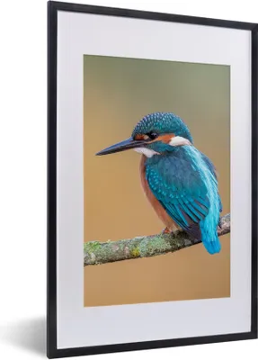 Produktbild von MuchoWow® Gerahmtes Poster Vogel - Eisvogel - Tiere - Zweig 40x60 cm - Poster mit Schwarzem Bilderrahmen Wandposter Rahmen Foto Bilder - Poster in Rahmen