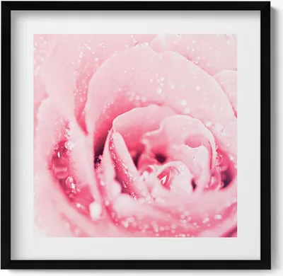 Produktbild von Zarte rosa Blume– Wandbild mit Rahmen – Gerahmtes Bild  – Wanddekoration – 50x50 cm –  Schwarz Rahmen