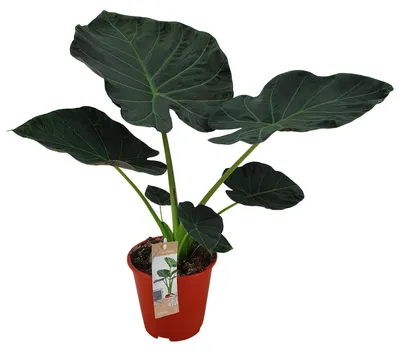 Produktbild von Alocasia ‘Regal Shields’ - Elefantenohr - Zimmerpflanze - Grünpflanze