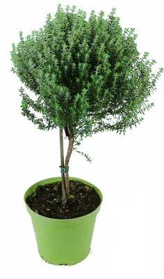 Produktbild von Enseleits Thymian Stämmchen - Baum - Stamm, Thymian Kräuter Pflanze, Marktfrische Qualität !
