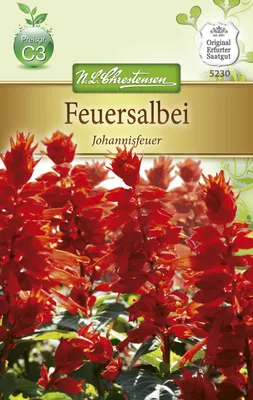 Produktbild von Feuersalbei Johannisfeuer | Salbeisamen von N.L. Chrestensen