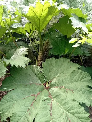 Image de Grande plante *Gunnera manicata*, également appelée "feuille de mammouth", vendue en pot de 3 litres, hauteur de 30 à 40 cm