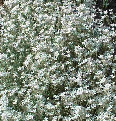 Produktbild von 30 Bodendecker Silberblatt, weiße Blüten, Polster