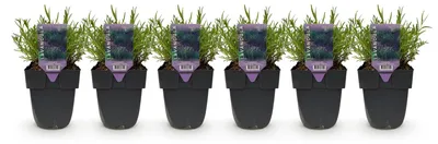 Produktbild von GreenboutiQ - Heckenpflanzen - Lavandula angustifolia Hidcote - graues Blatt - 6 Pflanzen - 1 laufender Meter - immergrün - Topf 17cm Höhe 30cm