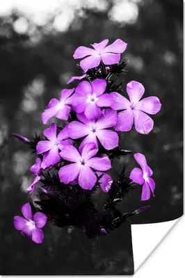 Produktbild von MuchoWow® Poster Blumen - Lila - Schwarz - Weiß 60x90 cm - Wanddekoration
