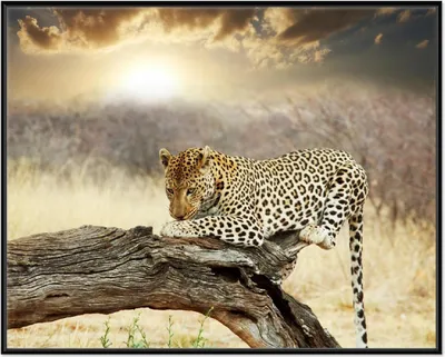 Produktbild von Wallario Wandbild Leopard auf Baumstamm in Afrika, Größe: 40,30 x 50,30 cm, Poster mit schwarzem Aluminiumrahmen