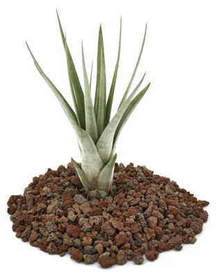 Produktbild von Tillandsia fasciculata - lose Pflanze - klein