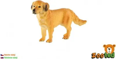 Produktbild von Golden Retriever - männlich, zootiert