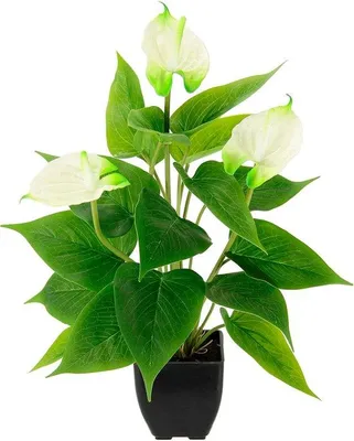 Image de Fleur artificielle d'anthurium en pot - fleur exotique - plante décorative