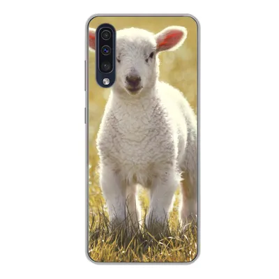 Produktbild von MuchoWow® Handyhülle Schutzhülle Hülle für Samsung Galaxy A50 Schafe - Gras - Sonne Silikon Softcase Handy Hülle - Mobiltelefonhülle