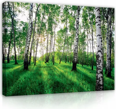 Produktbild von Bilder Wald Natur Landschaft 100x75 cm XXL Modern Canvas Leinwand Leinwandbild Leinwandbilder Wohnzimmer Schlafzimmer Wandbilder Kunstdruck Wand Bild auf Leinwand Aufhängefertig