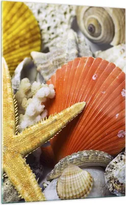 Produktbild von Bilder auf glas - Einteilig - Seashell Meer Strand Sand - 70x100cm - Glasbilder - Wandbilder - Bilder - Wanddekoration aus Glas - Glas Bilder - Wandbild auf Glas - GPA70x100-0456