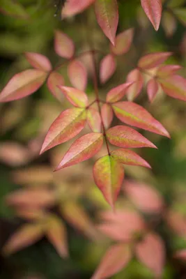 Produktbild von Nandina domestica, Himmelsbambus, immergrün, 40–60 cm