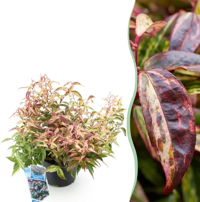 Obrázek produktu pro Vresovec Leucothoe Makijaz - výška 17cm, šírka cca 45cm - vždyzelený s