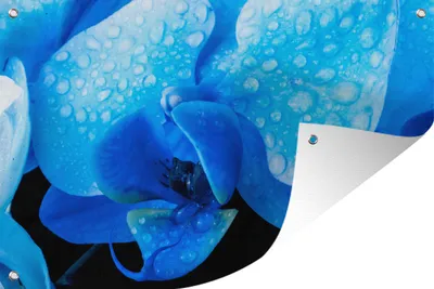 Produktbild von MuchoWow® 90x60 cm Outdoor-Poster Gartendeko Sichtschutz Garten Poster für den Garten  Nahaufnahme einer blauen Orchidee mit Wassertropfen