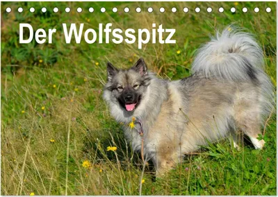 Produktbild von Der Wolfsspitz (Tischkalender 2025 DIN A5 quer), CALVENDO Monatskalender
