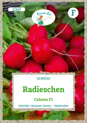 Produktbild von Grüne Fee - Radieschen Celesta F1 Samen - 11343