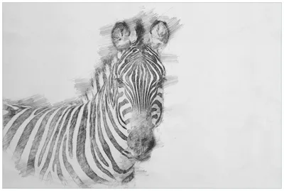 Produktbild von Wallario Wandbild aus Acryl, 90 x 60 cm, freischwebende Optik - Zebra in schwarz weiß - Bleistift Zeichnung