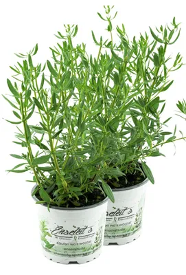 Produktbild von Enseleits 2x Ysop Pflanze, Essigkraut, Hyssopus officinalis,