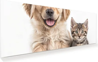 Produktbild von Glasbild 100x40cm in XXL für Wohnzimmer, Schlafzimmer Motiv Hund und Katze