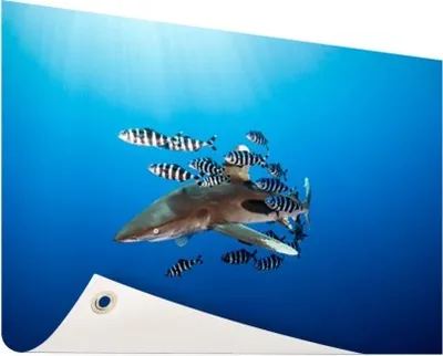 Produktbild von Gartenposter - 120x80 cm - Hai mit Fisch  - Modernes Wandbilder - Wilde Tierposter