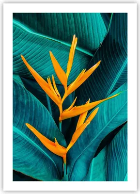 Produktbild von Poster - Poster ohne Rahmen - Blumen Tropen Blätter - 50x70 cm - Wand Bild - Wanddeko - Wandbilder - Kunstposter - Wandposter - Bilder - Kunstdruck - Wanddekoration - Wandbild - P2XPA50x70-5116