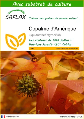 Image de SAFLAX  - Copalme d'Amérique - 100 graines - Avec substrat - Liquidamber